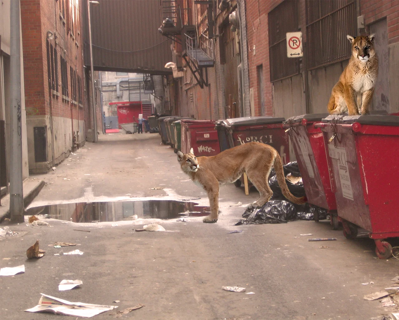 Urban wild #3, photoshop, found imagery, 2013