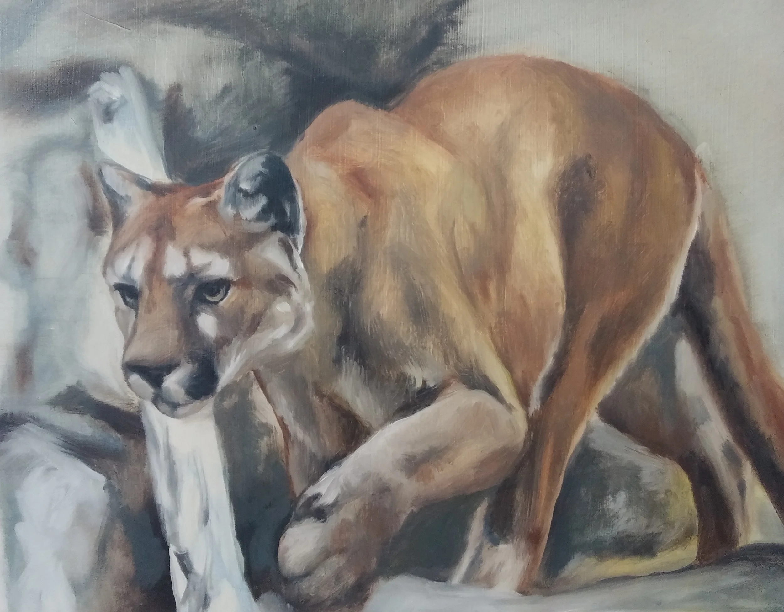 Cougar study