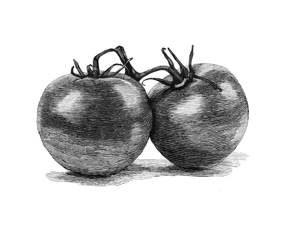 tomato.jpg