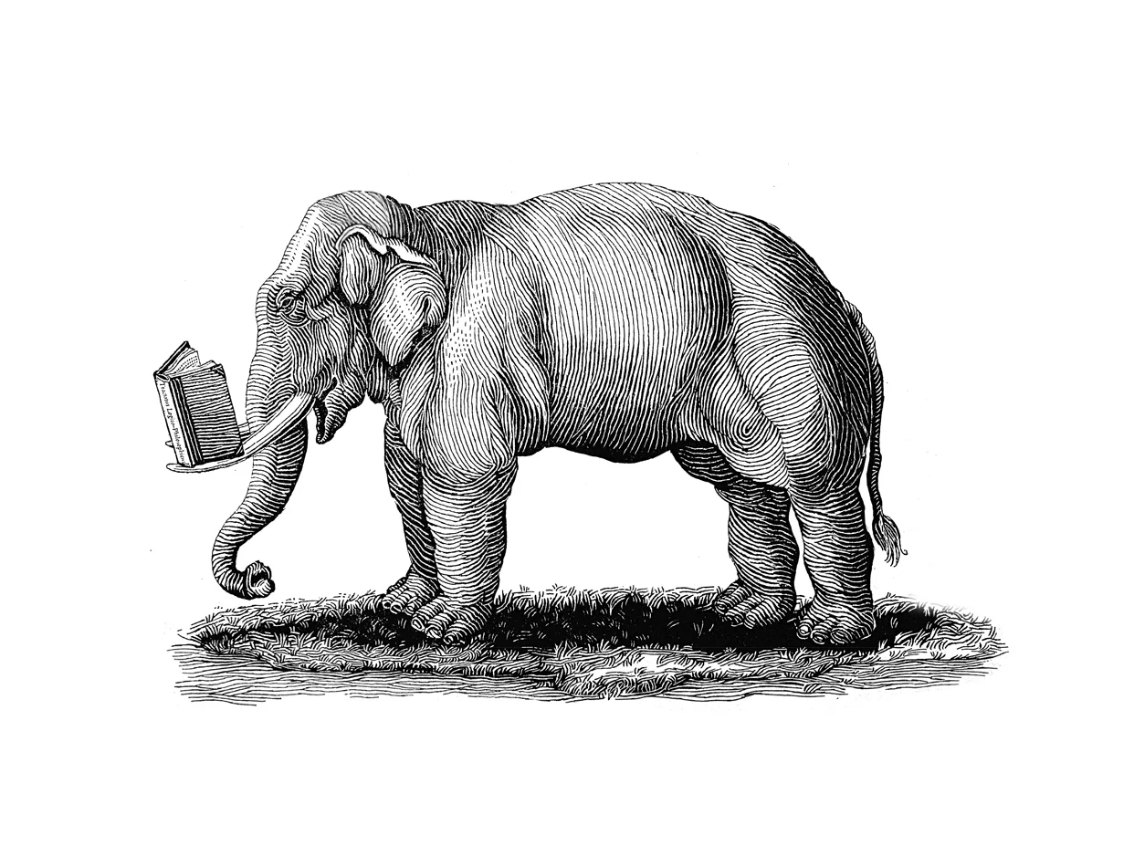elephant.jpg