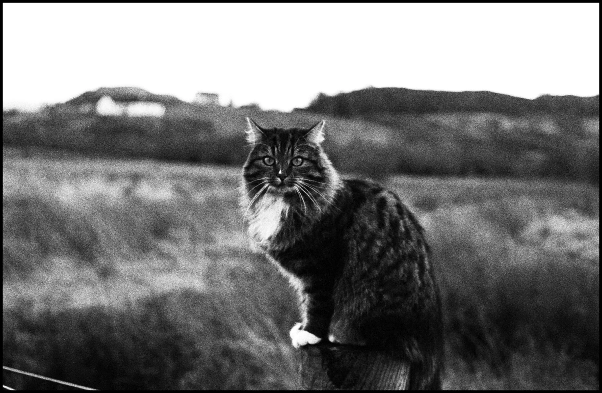 2020-IoS-Tri-X-028.jpg