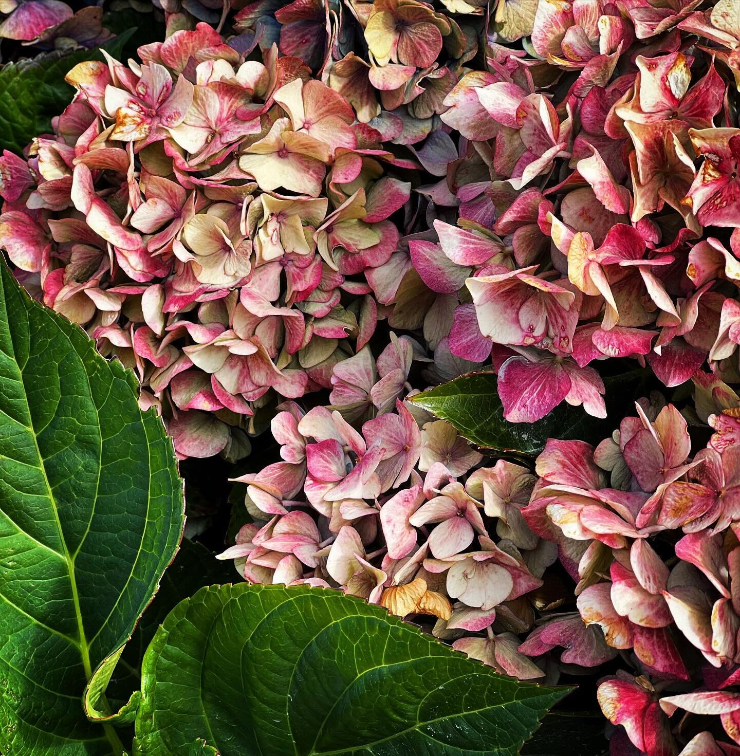 #justsomecoolhydrangeas