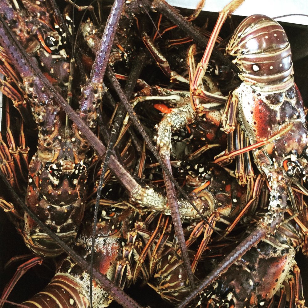 fresh+Caribbean+lobster.jpeg