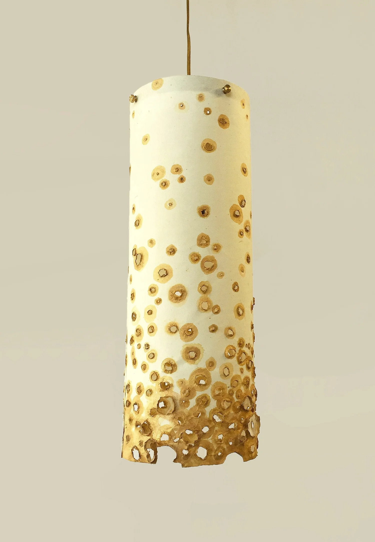 golden noctillius (1)a.jpg