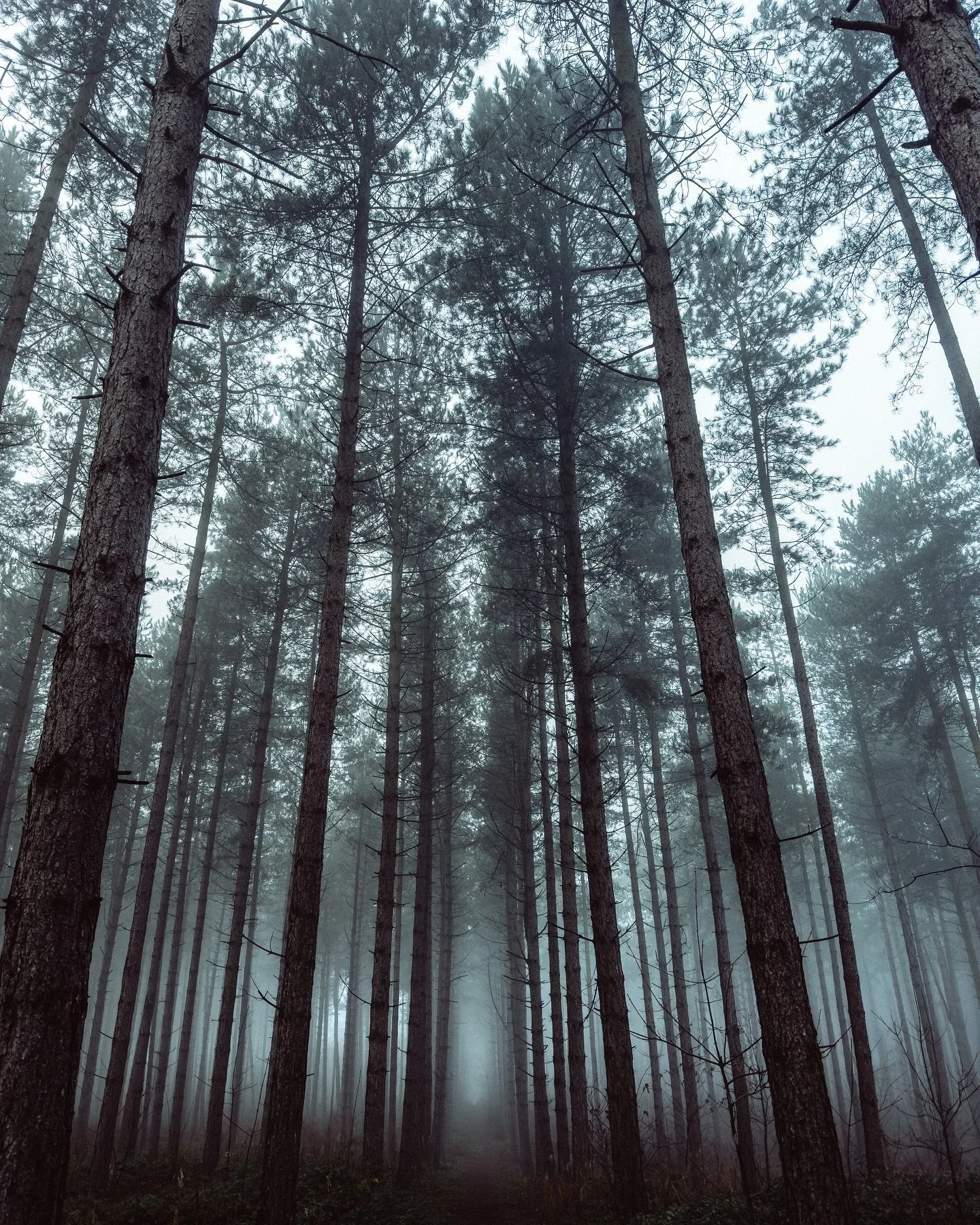 A walk in the woods 🌲 🌲