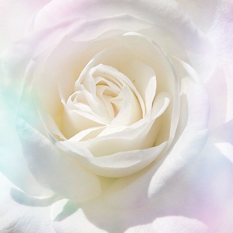 Do Flower Essences Really Work Best Flower Site