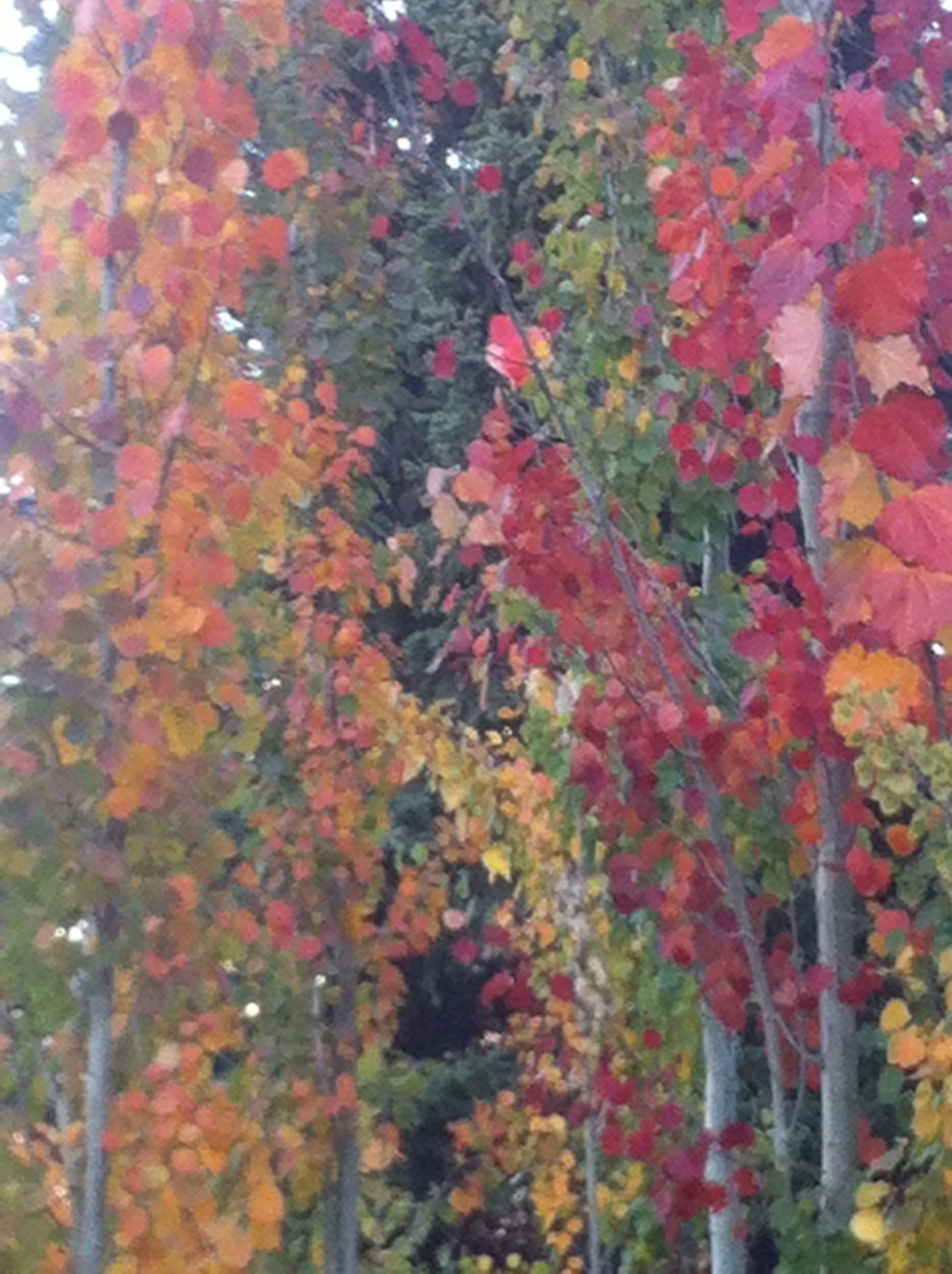  Swedish Aspens aglow in Autumn colours. 