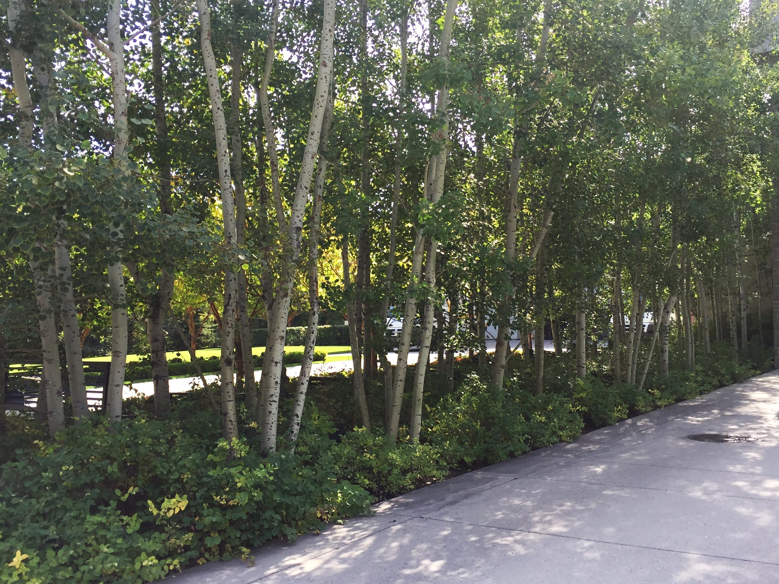 Copses of Trembling aspen