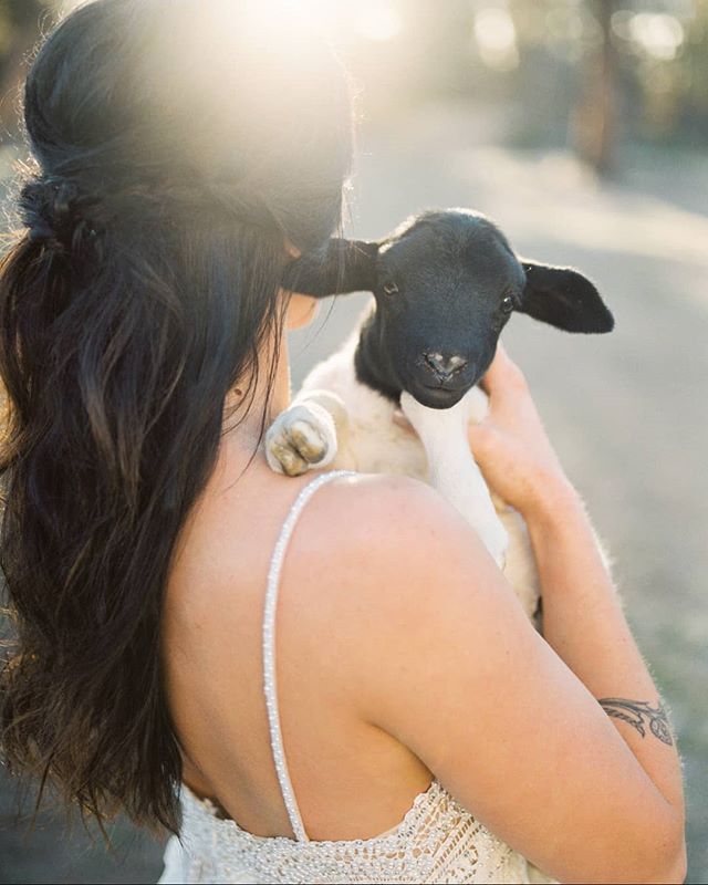 The snow is melting, days are getting longer, and it finally feels like spring may start showing up around here. Kicking it back to when spring lambs arrived and when @nikirhodesphoto couldn't survive without taking photos of the little babies!! Pean