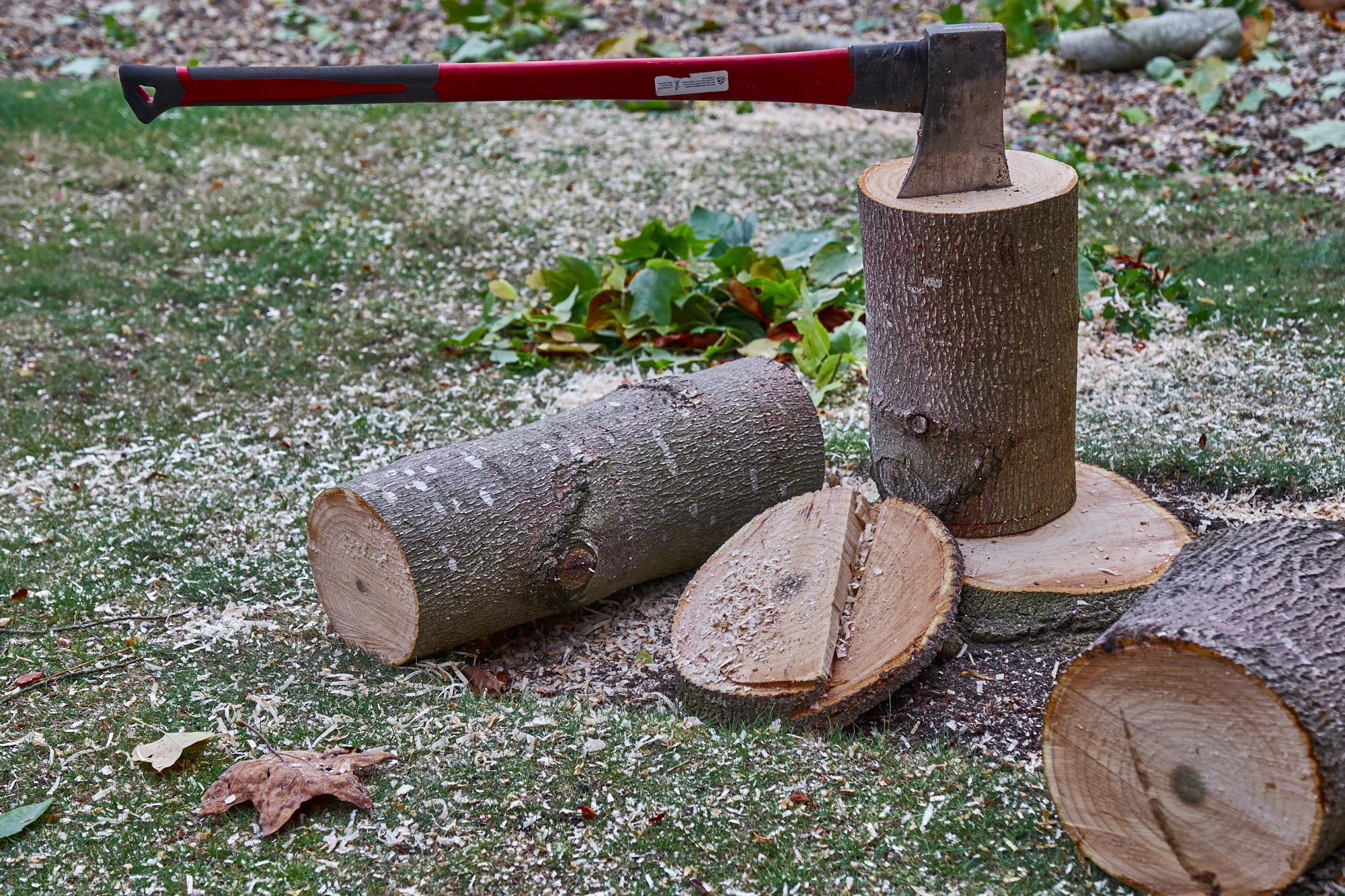 Last Friday we had our Tulip tree felled, it wasn't an easy decision but it had become too tall (above the house) and too large to be manageable. It had also become a huge amount of work in the autumn. 