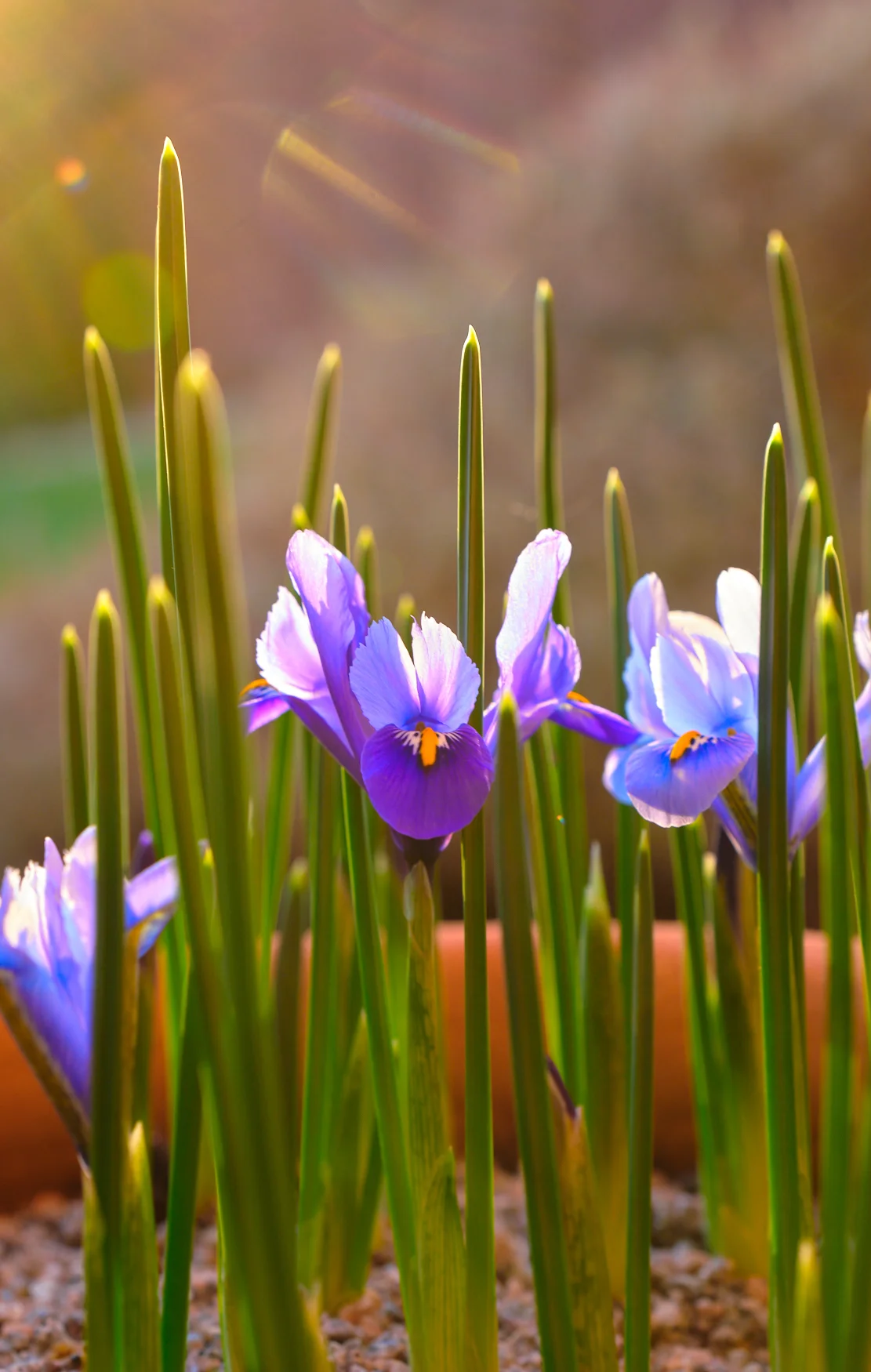 _DSF4398 - Irises.jpg