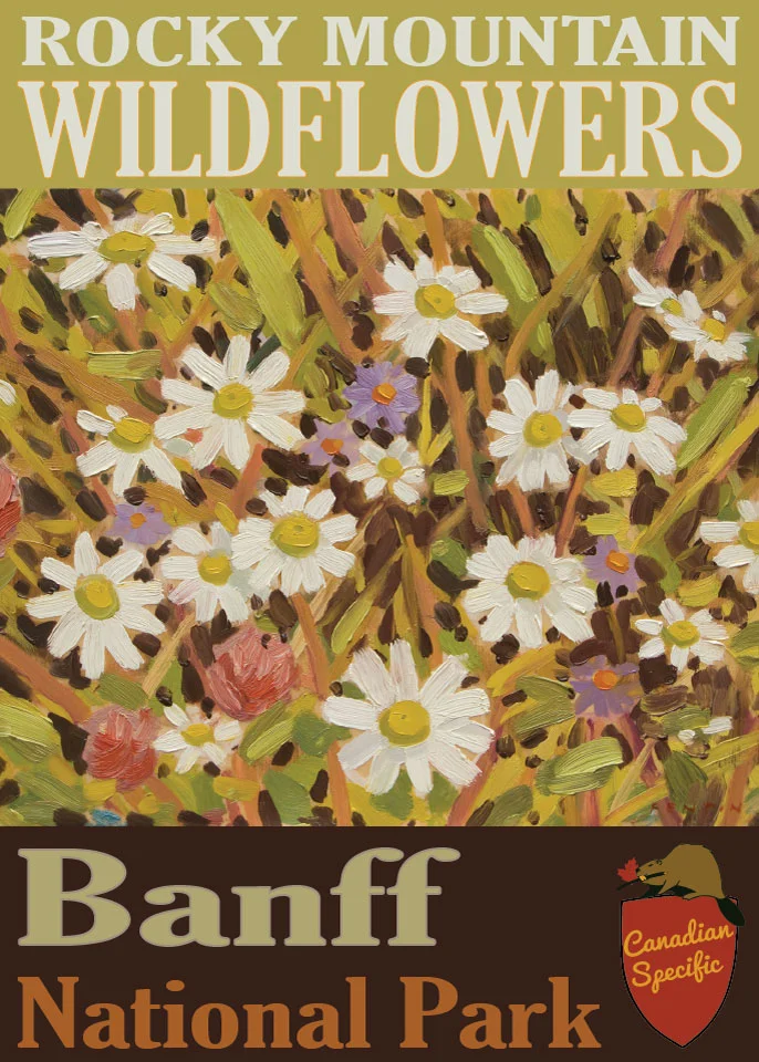 daisies-postcard.jpg