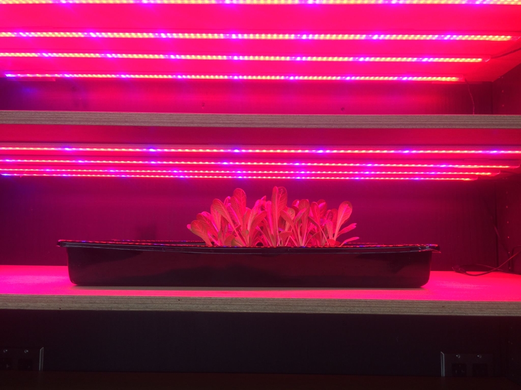 Growlights.jpeg