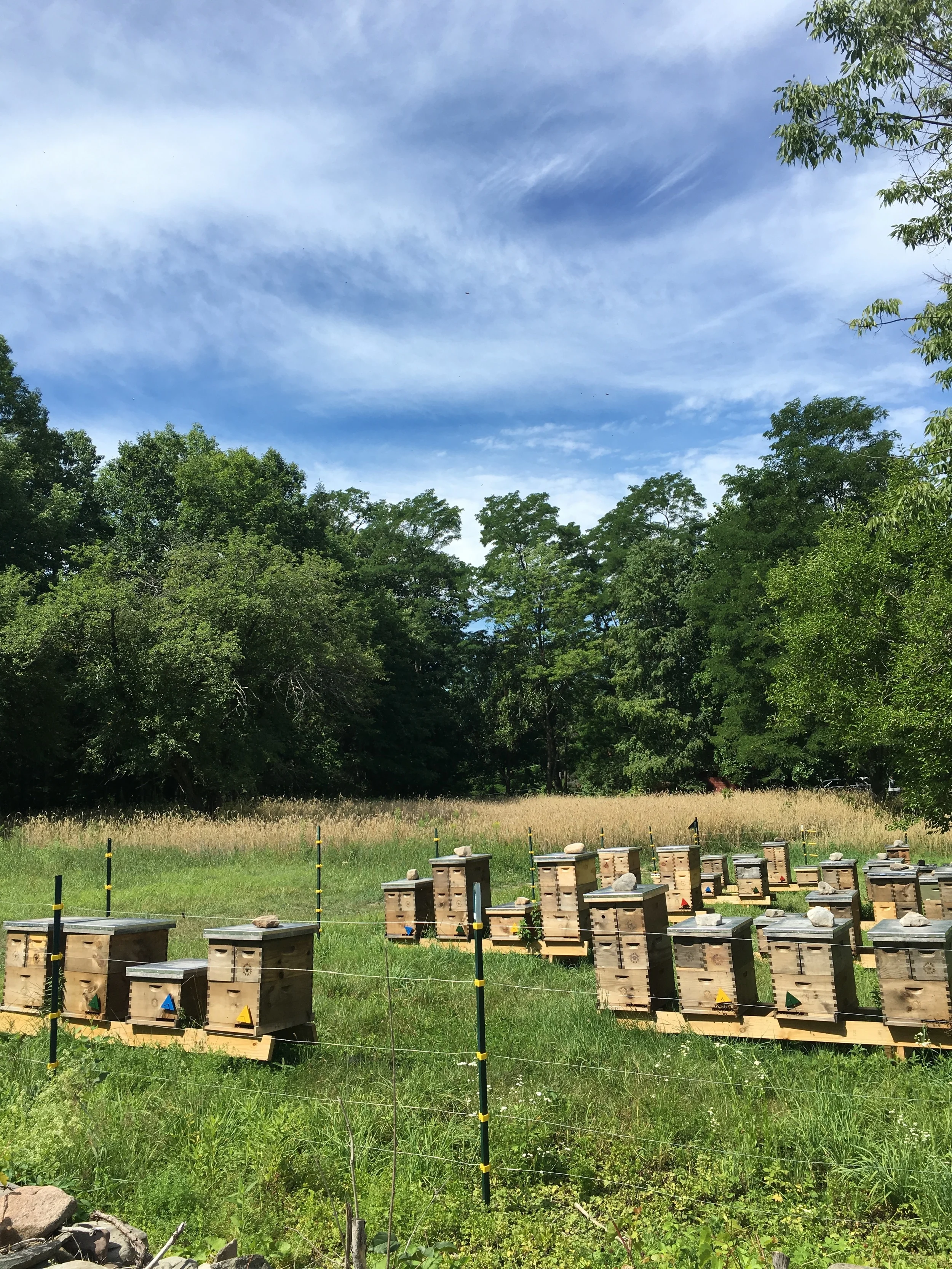 Bees First