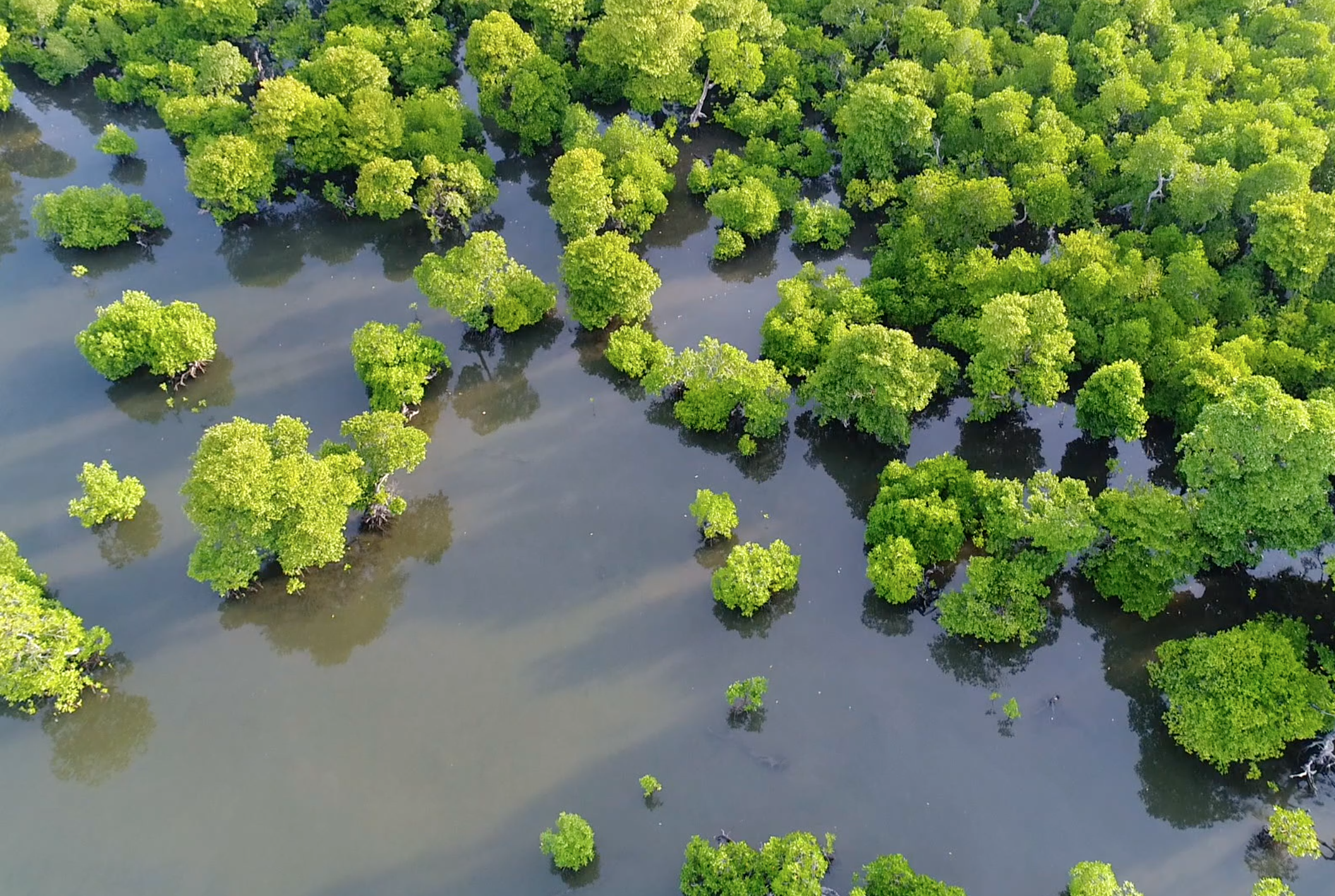 The mangrove forests around the islands of Wakatobi National Park provide a nursery to marine life and a buffer between land and sea. They figure prominently into Bajau mythology and rituals.