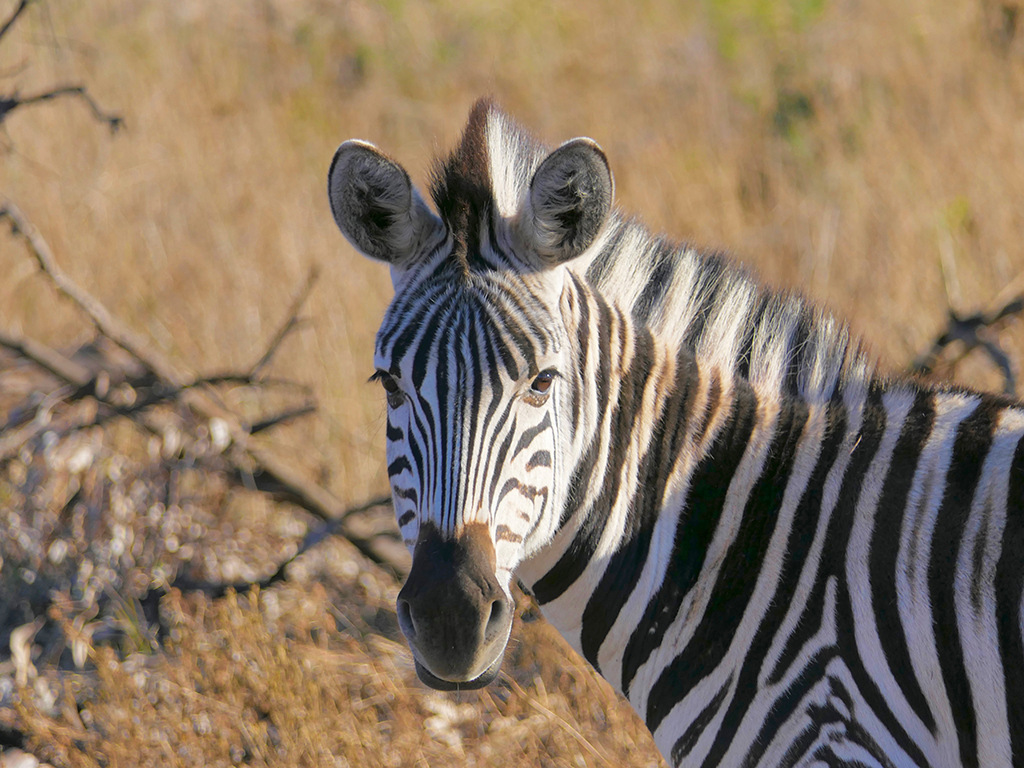 Zebra checking .jpg