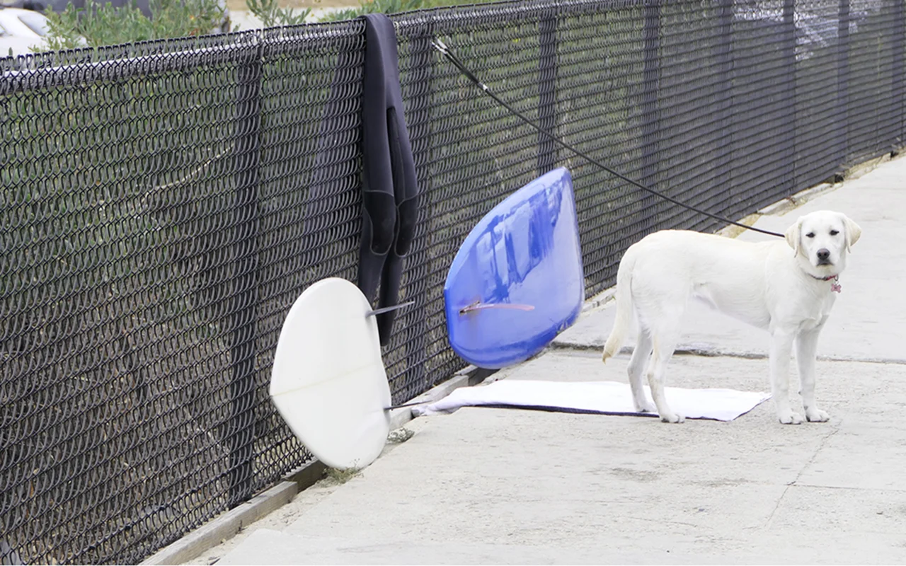 dogsurfer.jpg