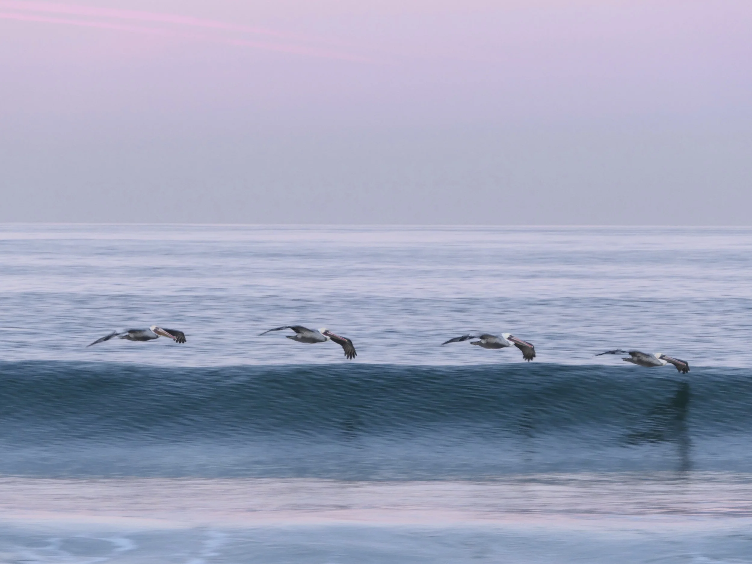 flyingbirds.jpg
