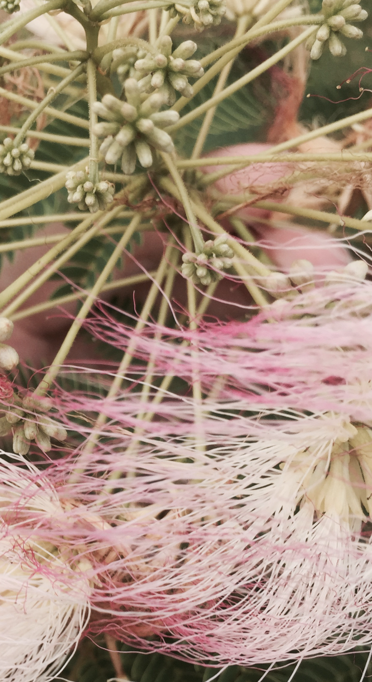 Mimosa tree (detail)