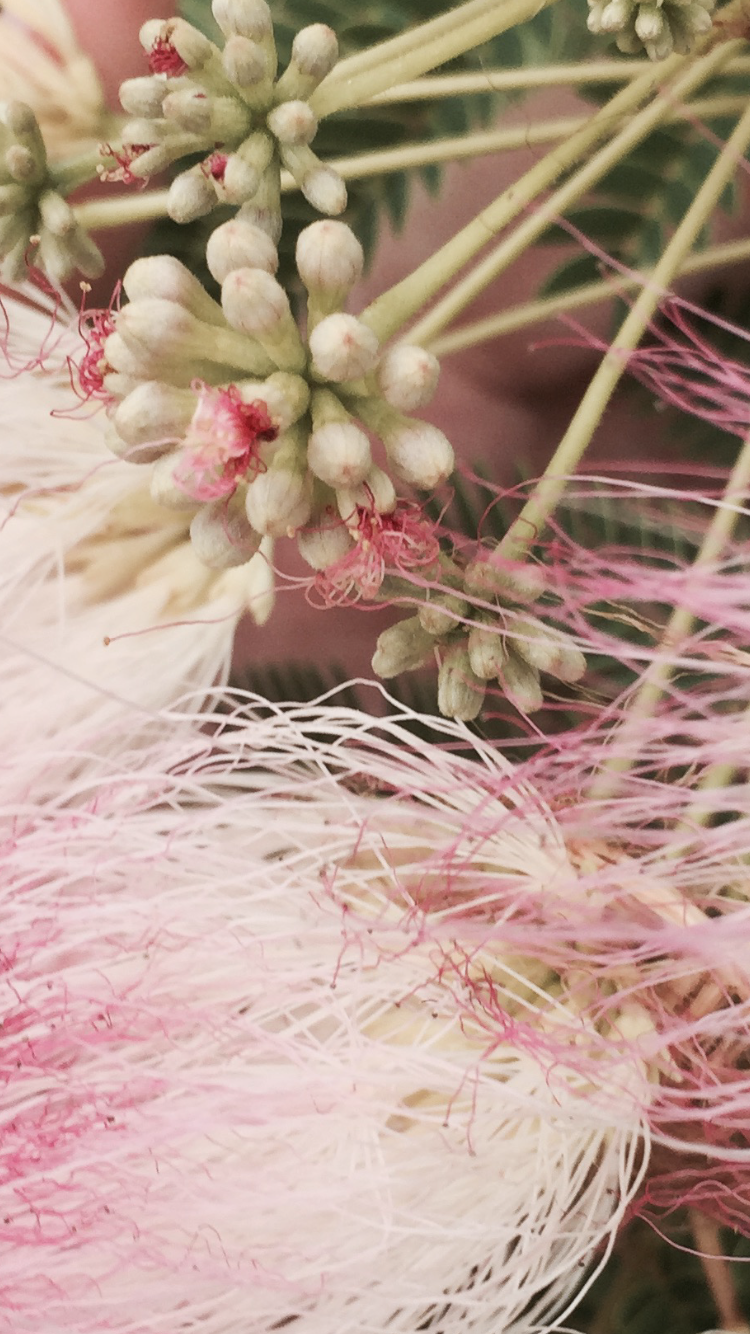 Mimosa tree (detail)