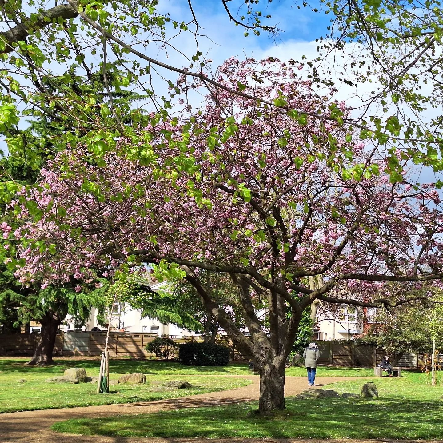 Blossoms 

#spring #sprung #walkandtalk #prettyinpink #blossom #Parklife