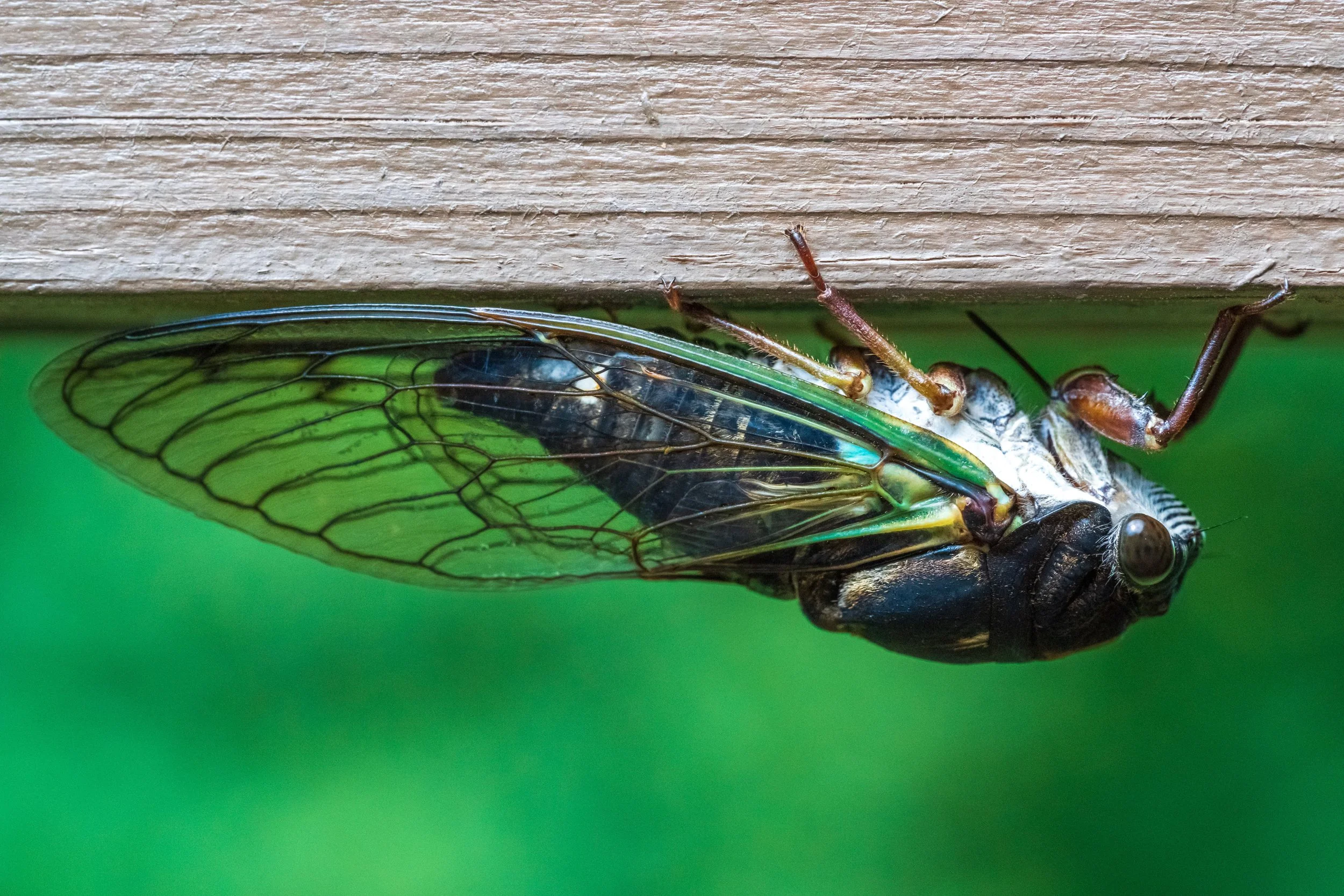 Cicadas in Provence Annoying Pests or Lucky Charms? — La Peetch by
