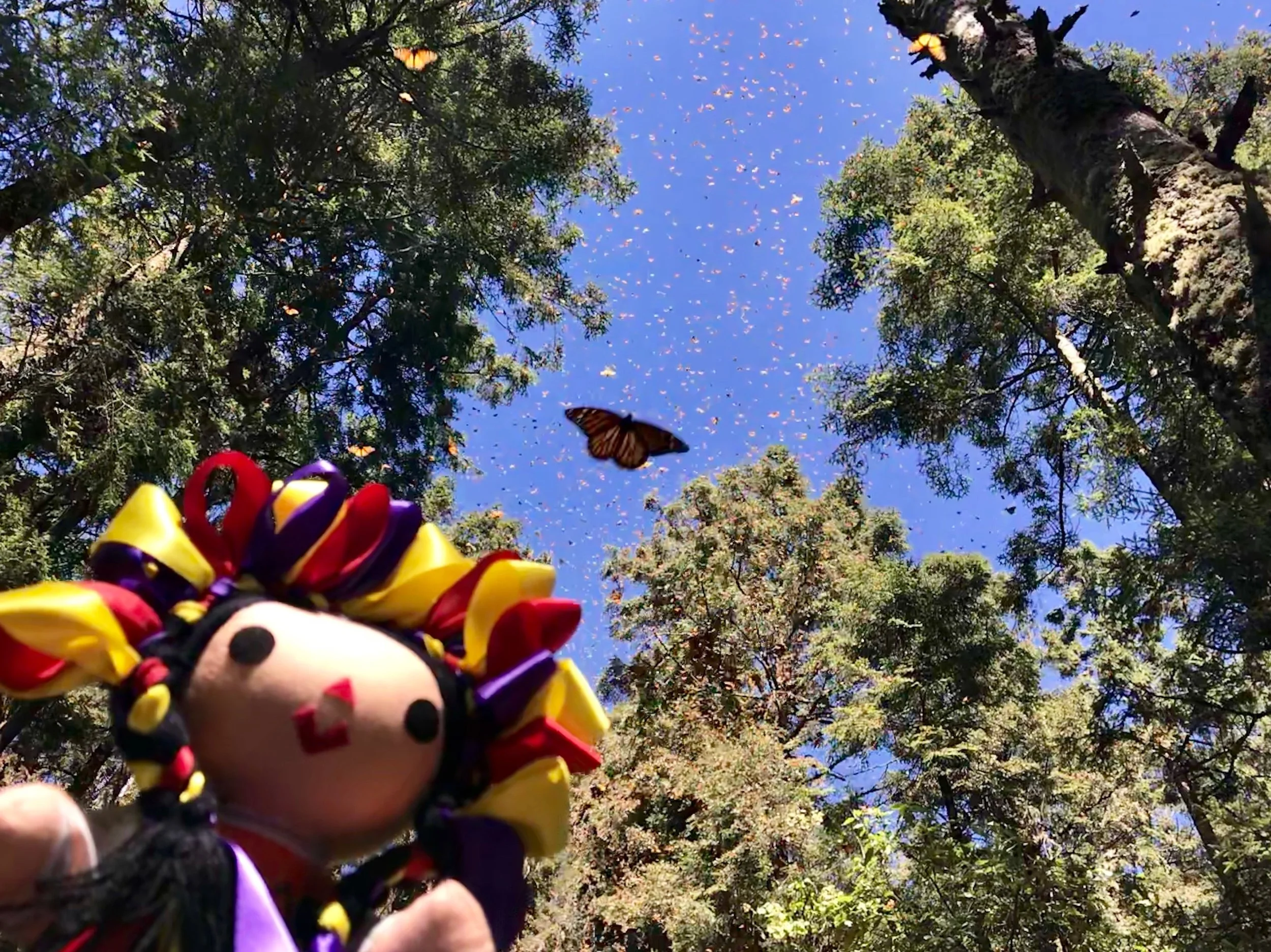 Visiting the Monarch Butterfly Sanctuary