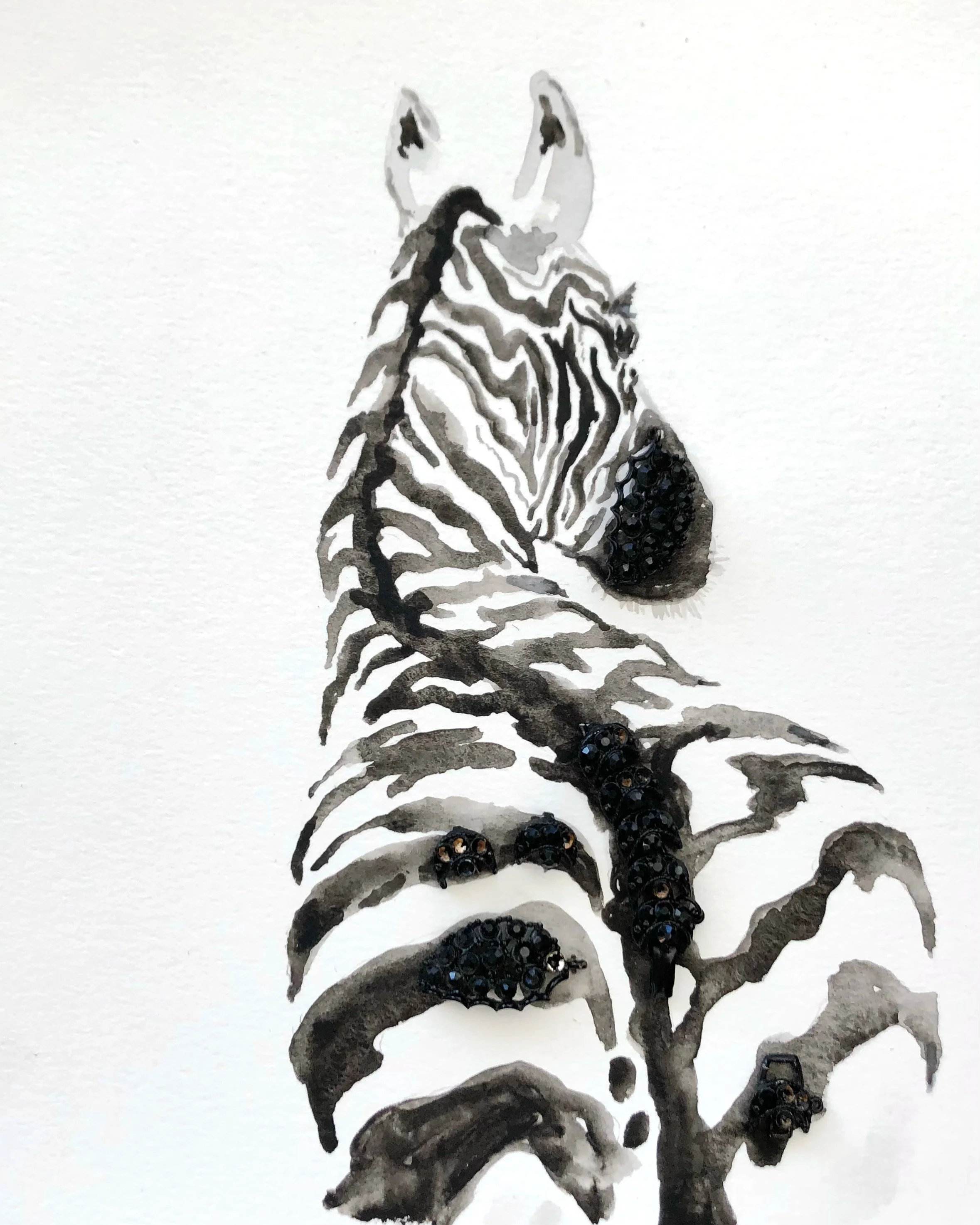  zebra 