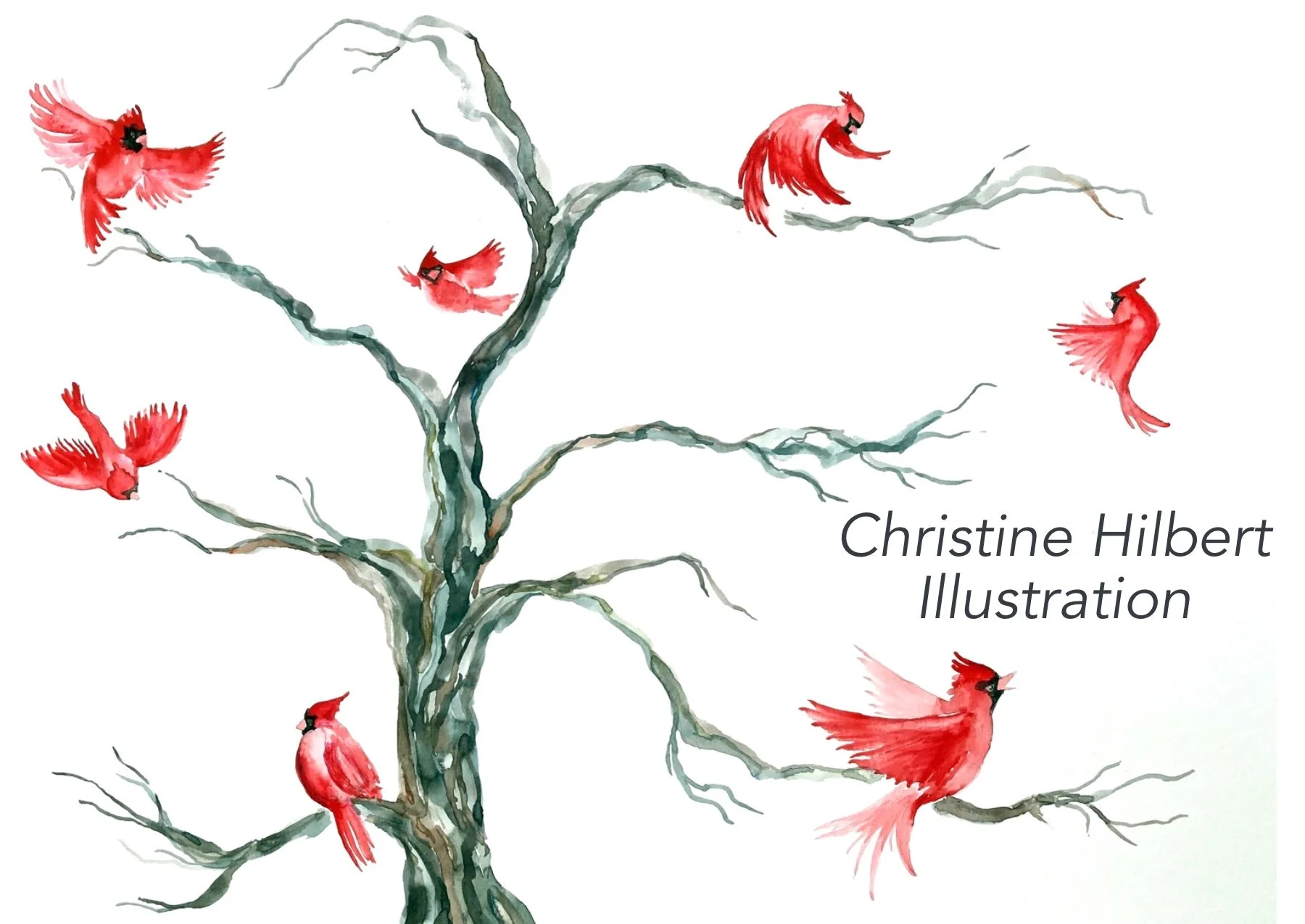 Flying Cardinal Illustration