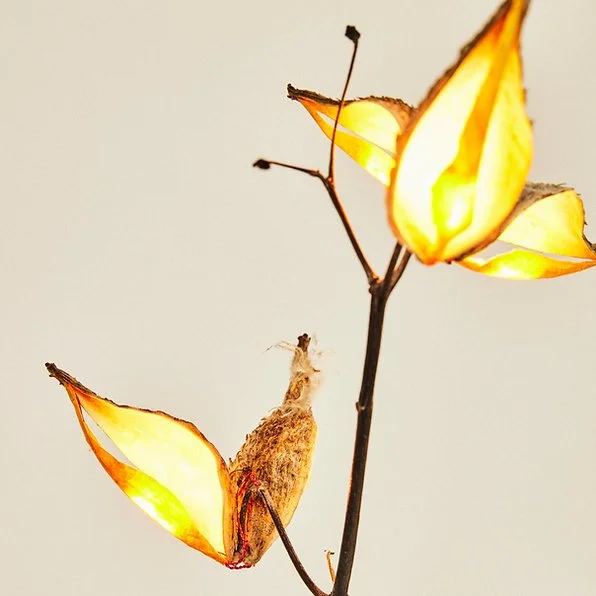 milkweed11.jpeg