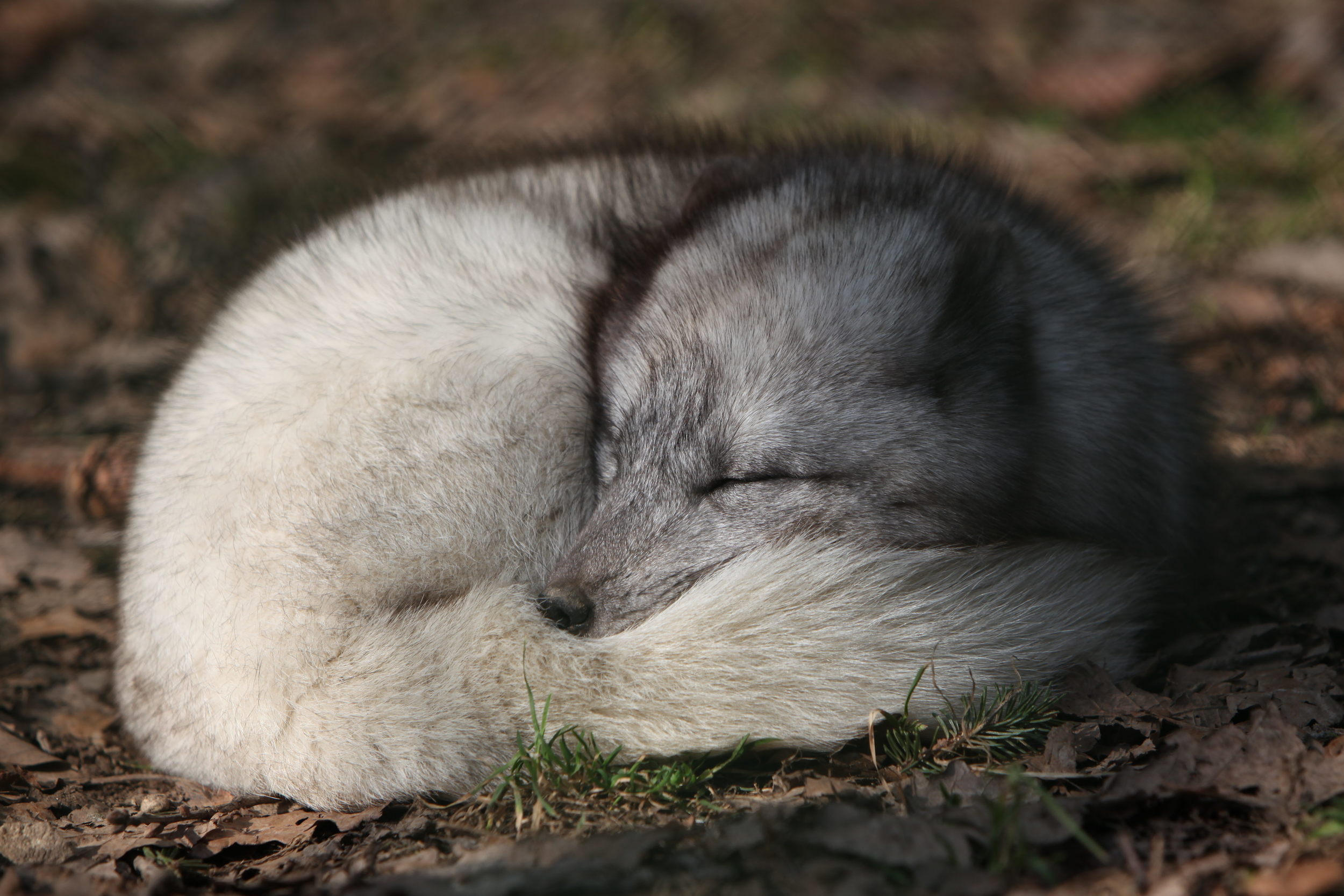 articfoxsleeping.jpg