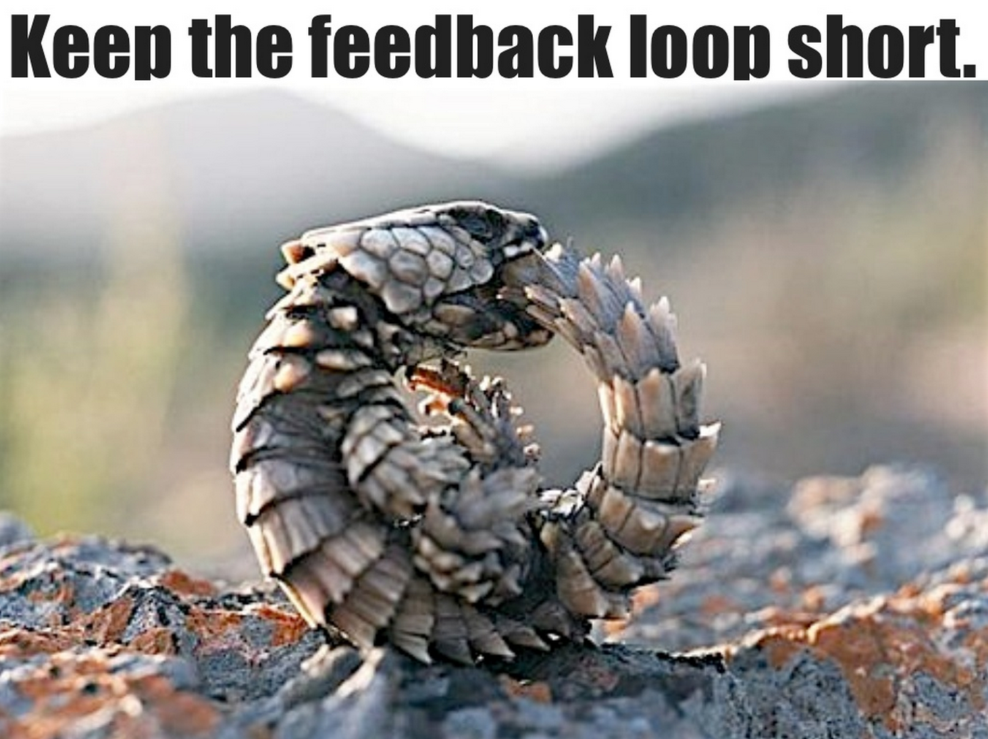 feedback.png