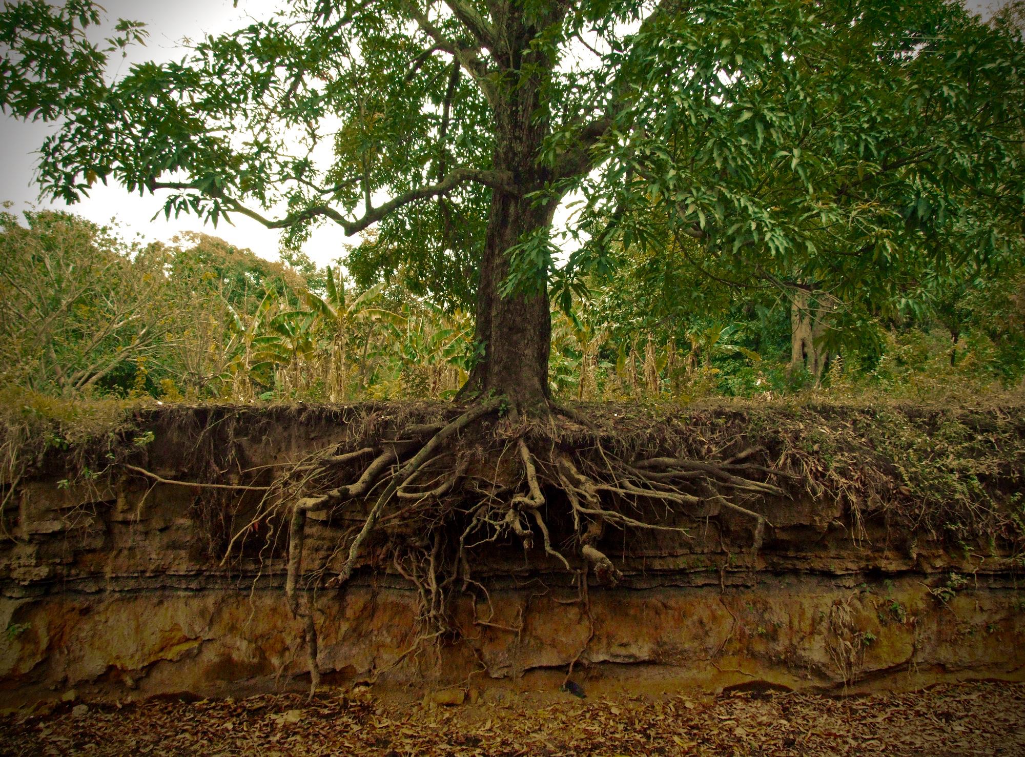 noticing-tree-roots.jpg