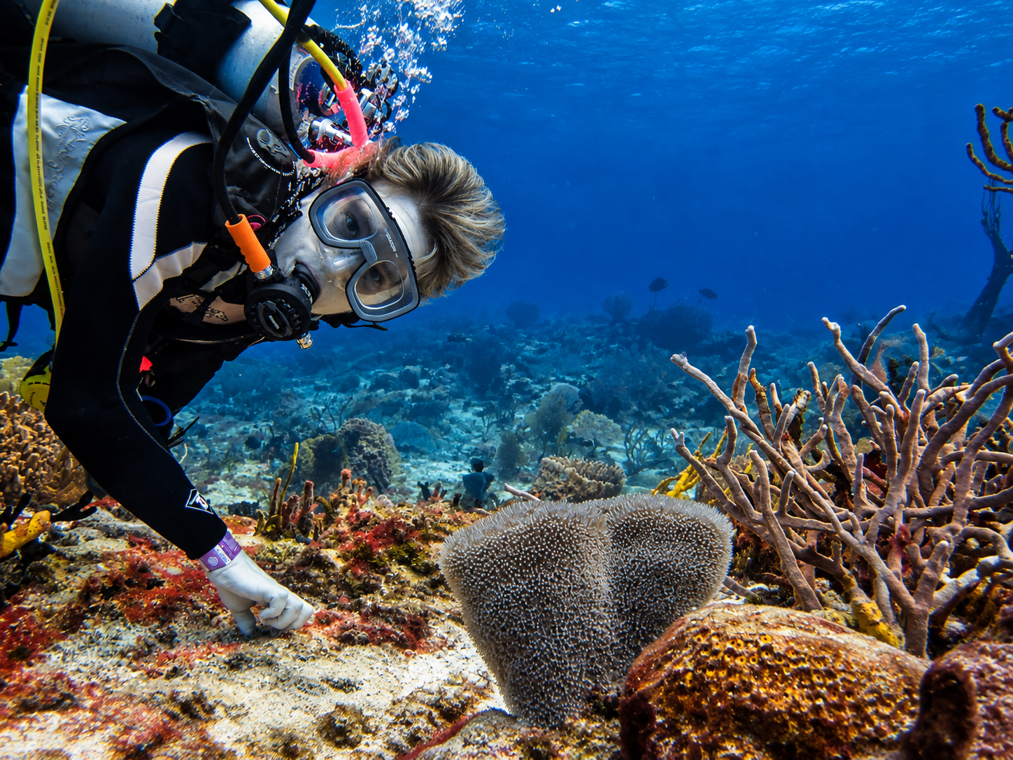 Buceo entre corales vibrantes.png
