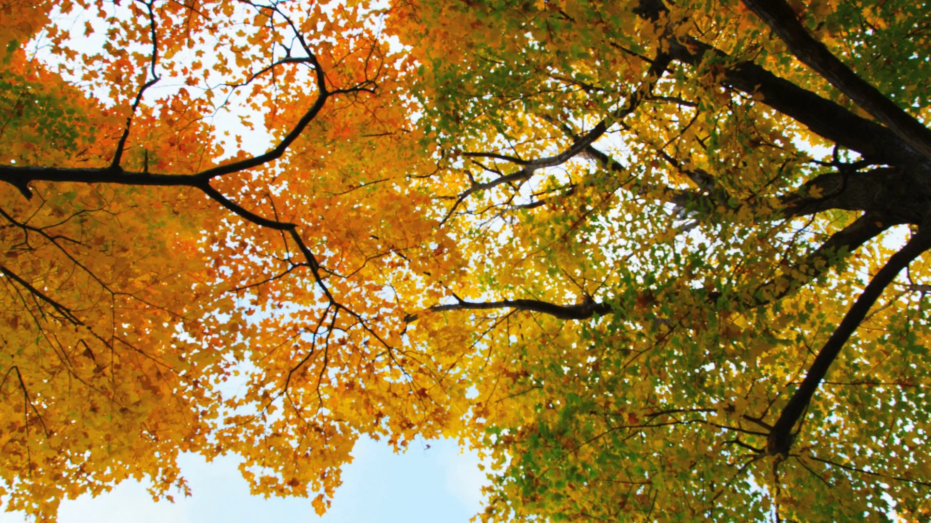 autumn-trees-view-from-below_bkyklizxh__D.mov.00_00_03_27.Still001.jpg