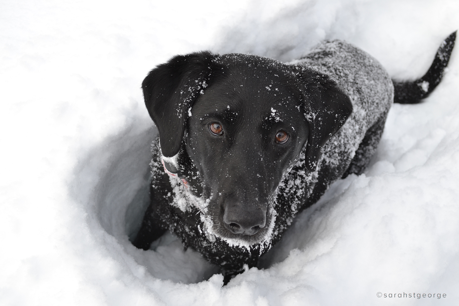 My lab Samba