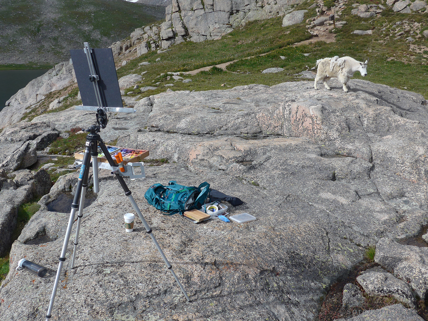 Mountain goat on Mount Evans, CO at 14000 feet