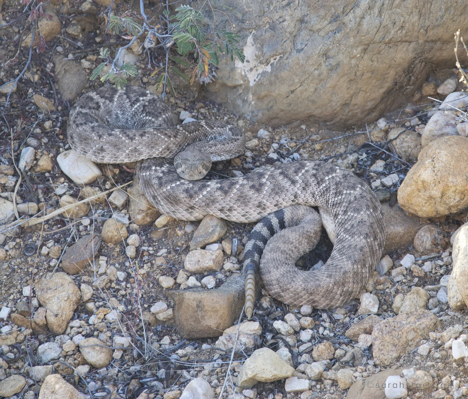 Western Diamondback rattlesnake at the Plein Air Conference in Tucson, AZ