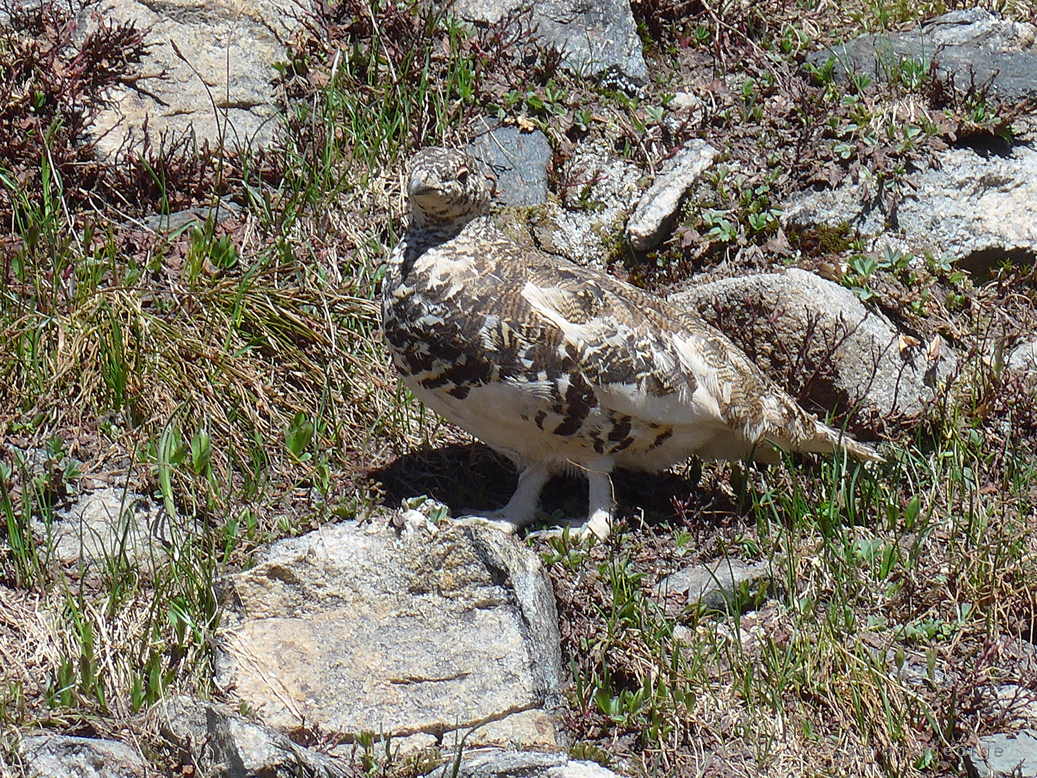 Ptarmigan on Independence Pass, CO