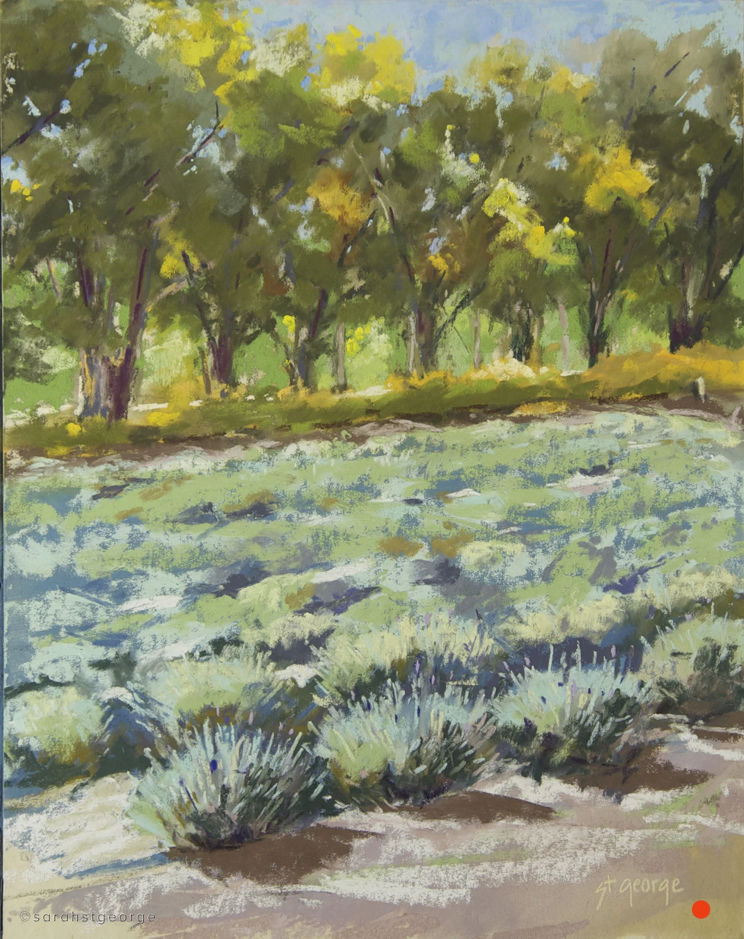Lavendar Fields
