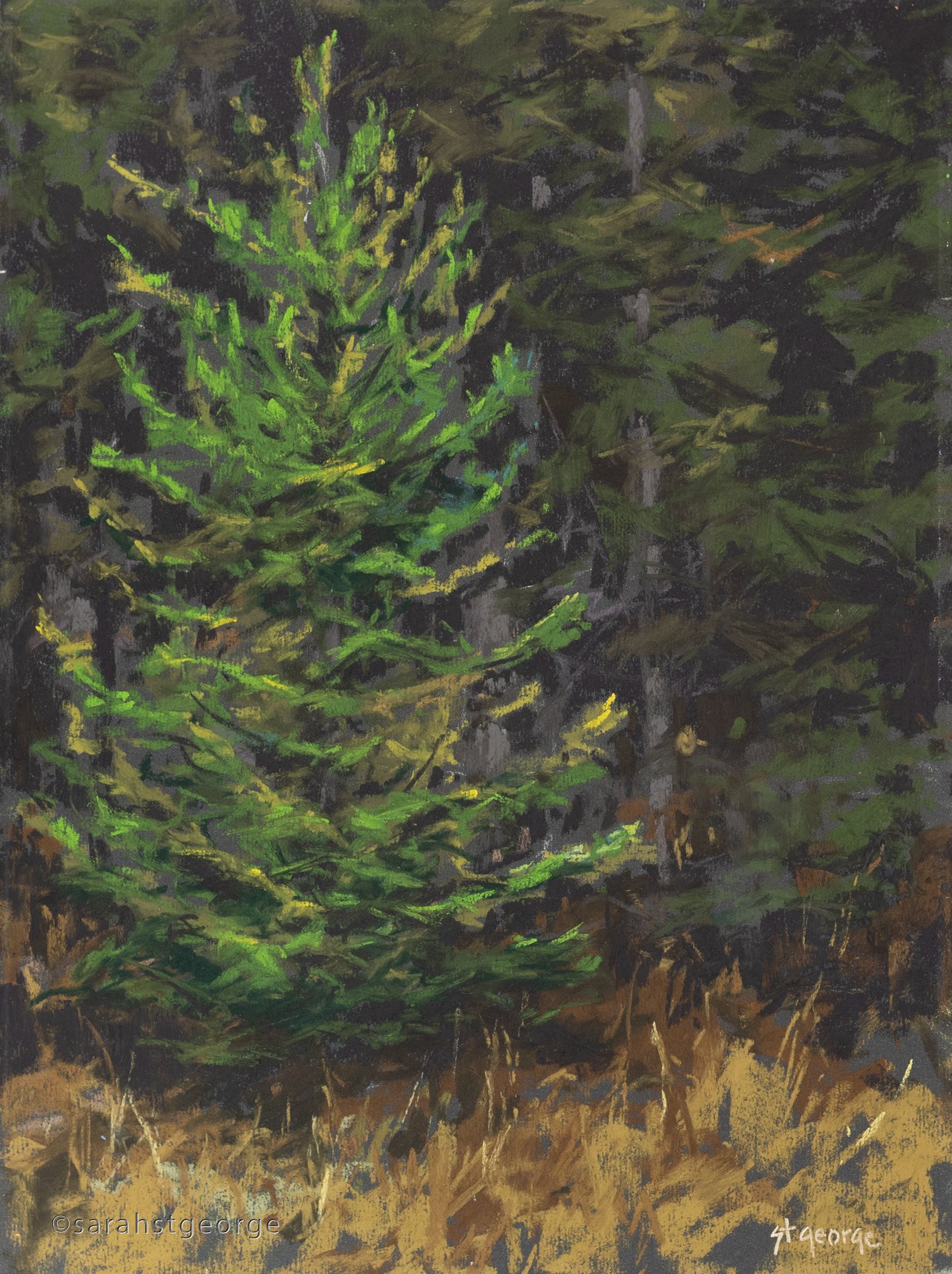 The Pine web cr.jpg