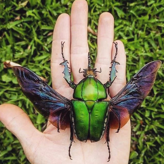 I&rsquo;ve been dreaming of giant scarab beetles all week // in one dream I kept one as a pet and knew how to fold her wings back into her body without damaging her. In another I was trying to release one from my moms Denver apartment, but the wind o