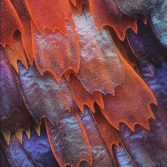 Magnified butterfly wings. (Not my photograph. Also from Pinterest)