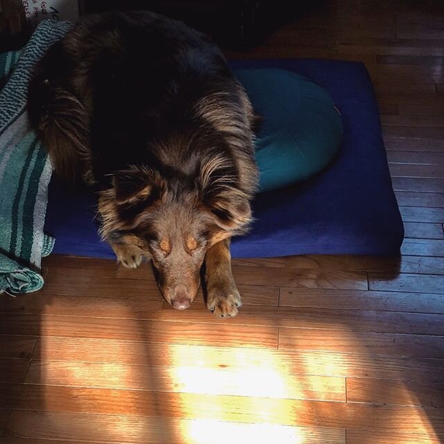 Most mornings or evenings as soon as I am done meditating Juniper takes over my space. I love this moment of her nose pressing into the light, a tiny paw crossing the barrier.
