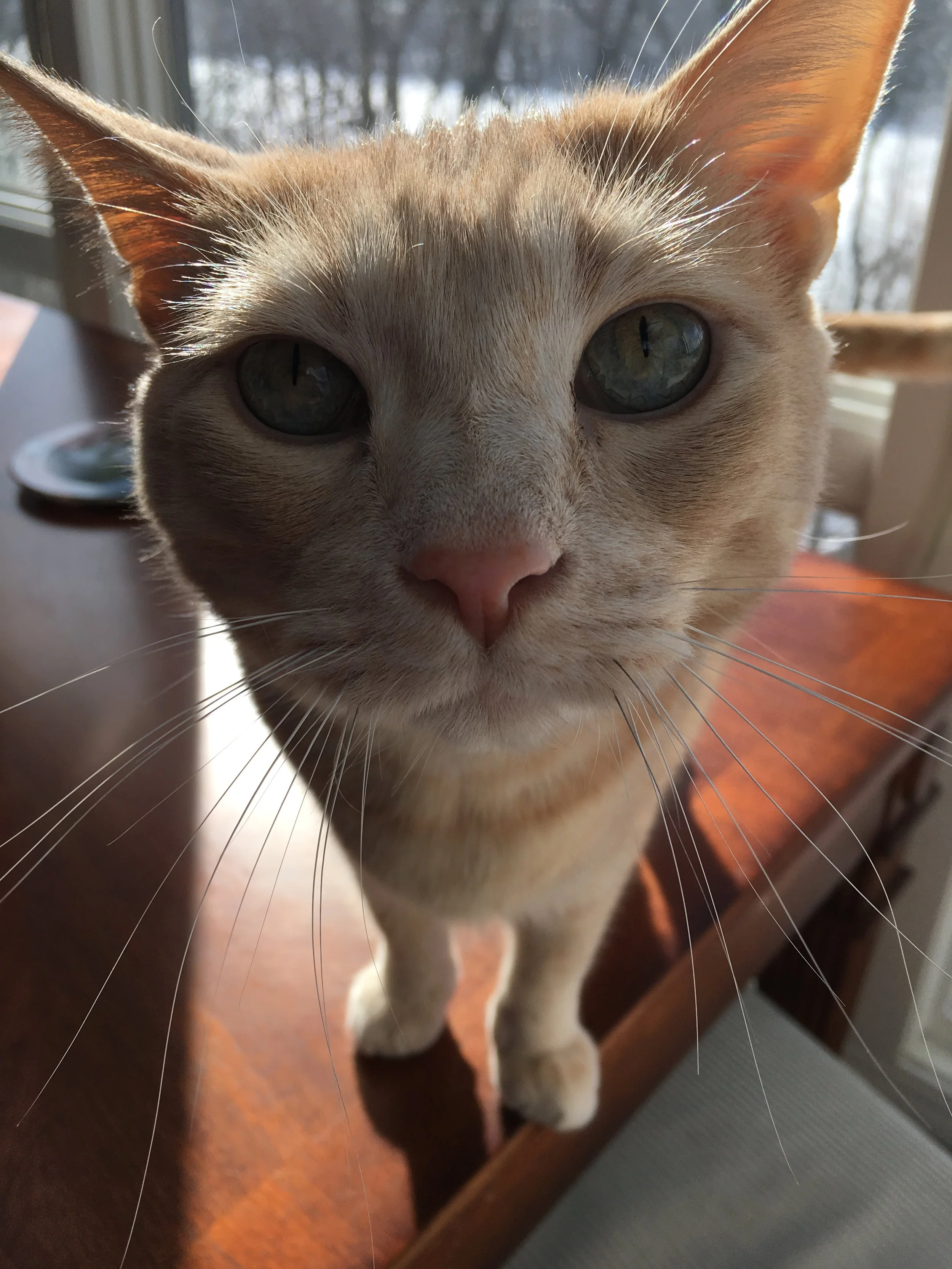Otis