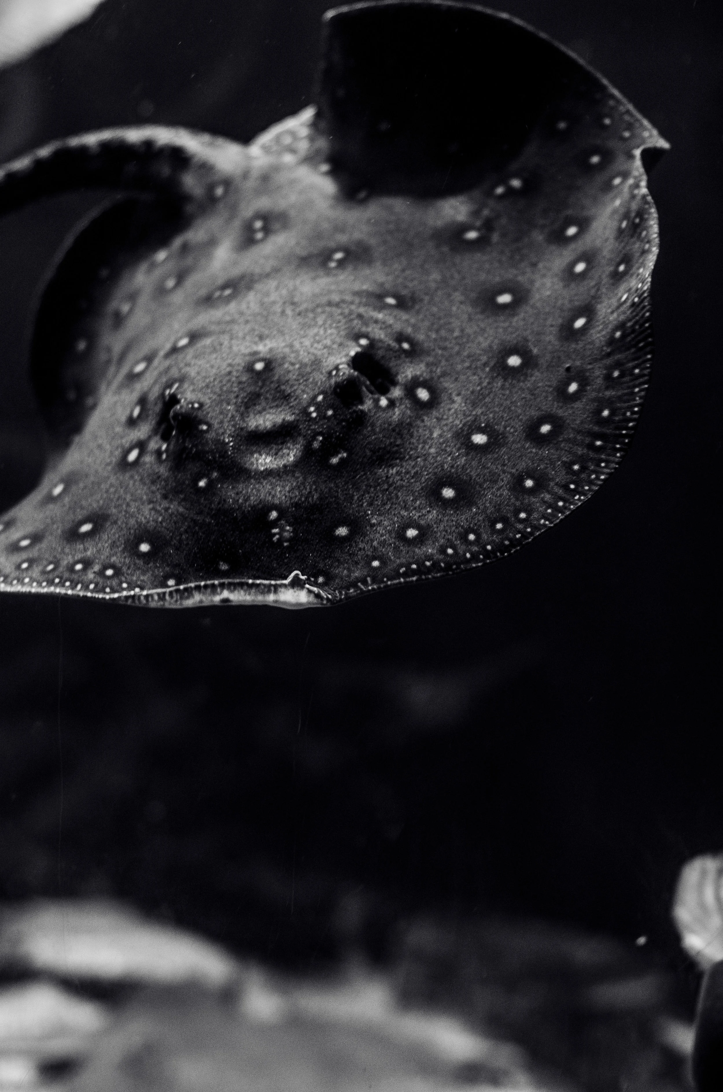 Houston ZOO-1-30.jpg