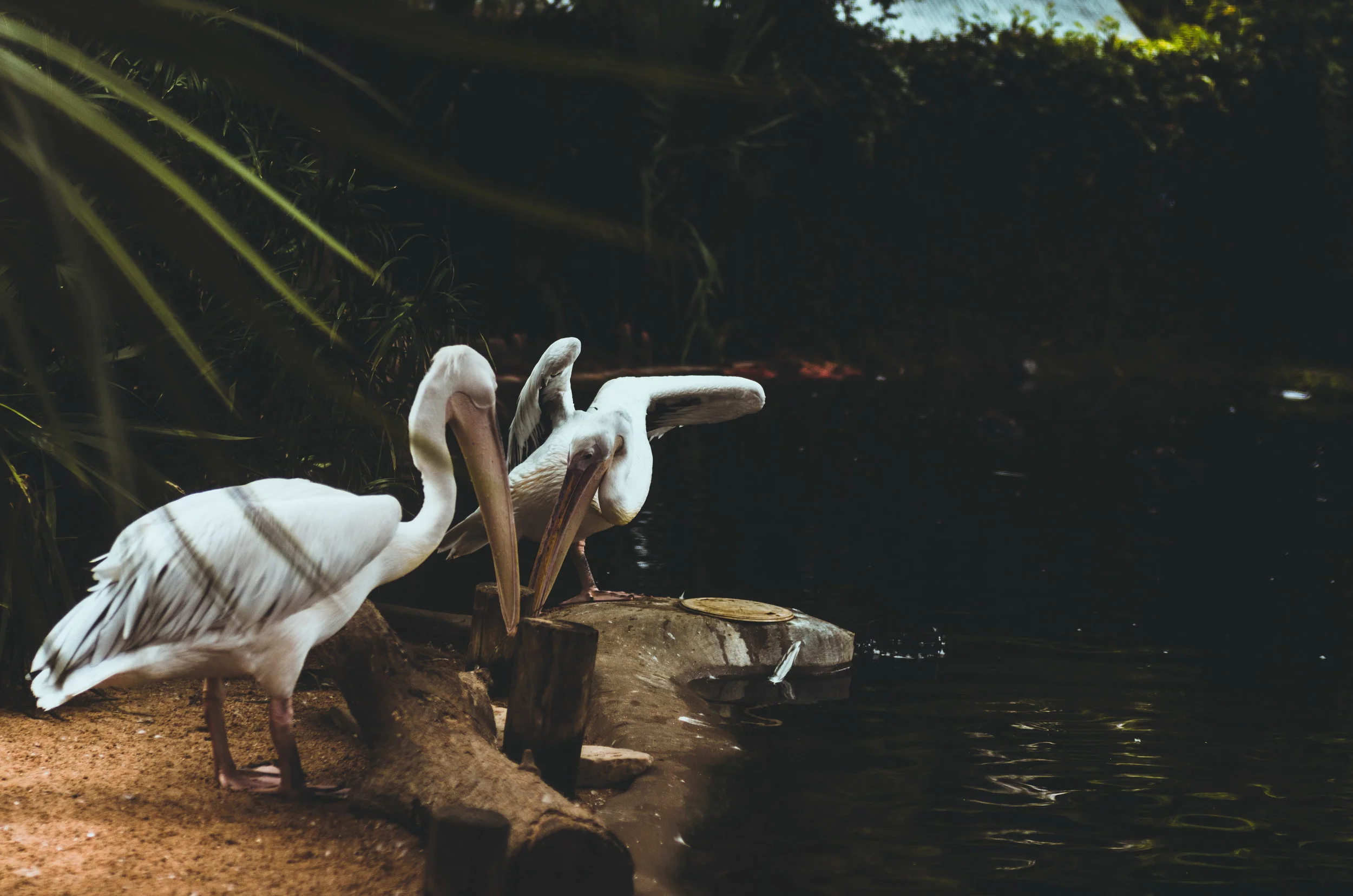 Houston ZOO-1-55.jpg