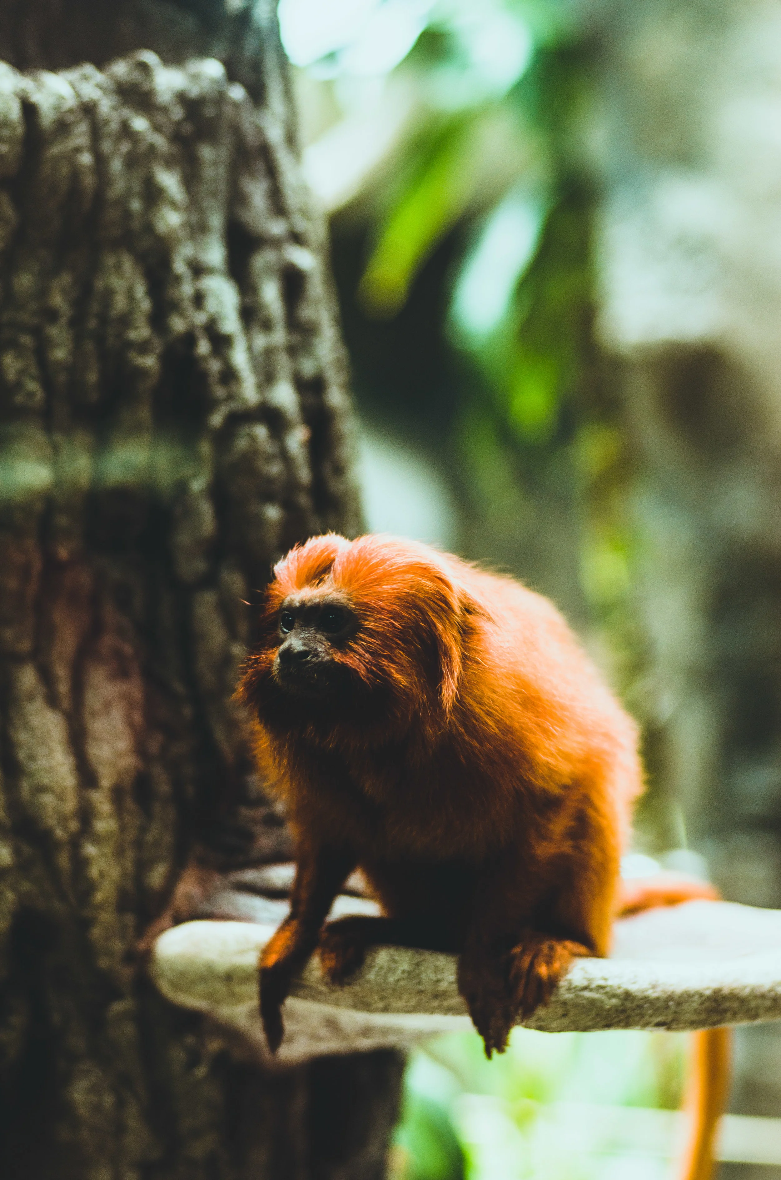Houston ZOO-1-115.jpg