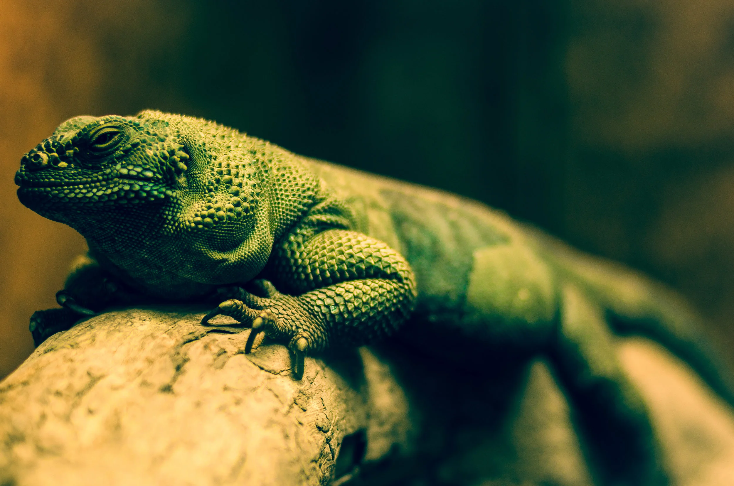 Houston ZOO-1-147.jpg