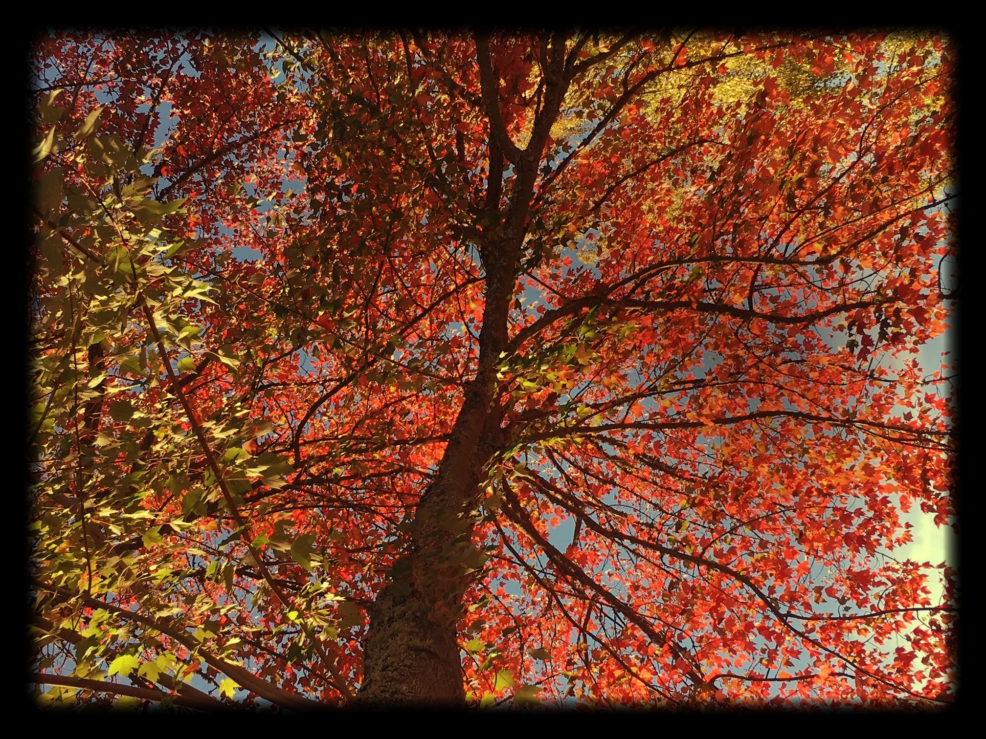 Why Is It Important To Remove Leaves From Your Sidewalk?